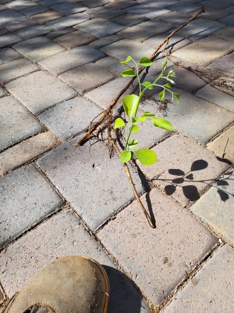 sissoo tree removal